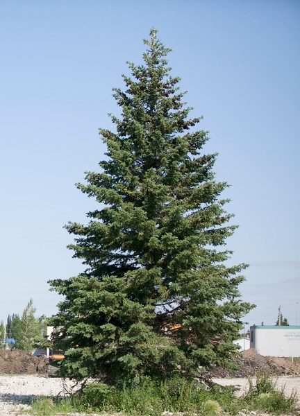 The Cam Clark Auto Group has pledged to save this tree standing at the former Olds High School site.