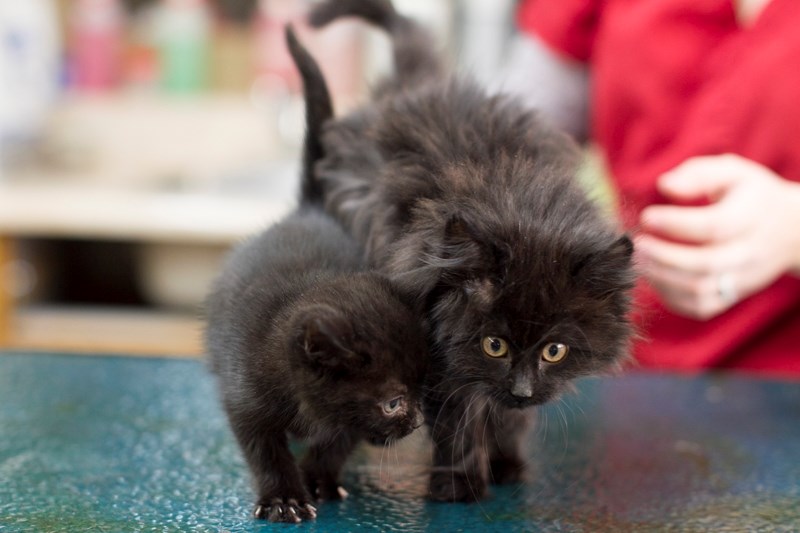 These kittens were found in a plastic bag that was dumped in a recycling bin at the Westview Co-op grocery store.