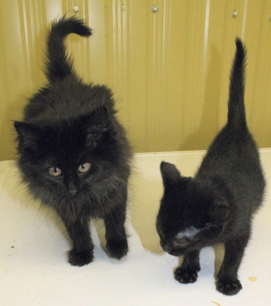 These kittens, named the Minions, were rescued last month after someone dumped them in a recycling bin in Olds. They are still looking for a home.