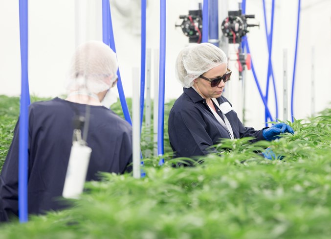 Workers tend to plants in a bud room at the Sundial Growers facility in Olds.