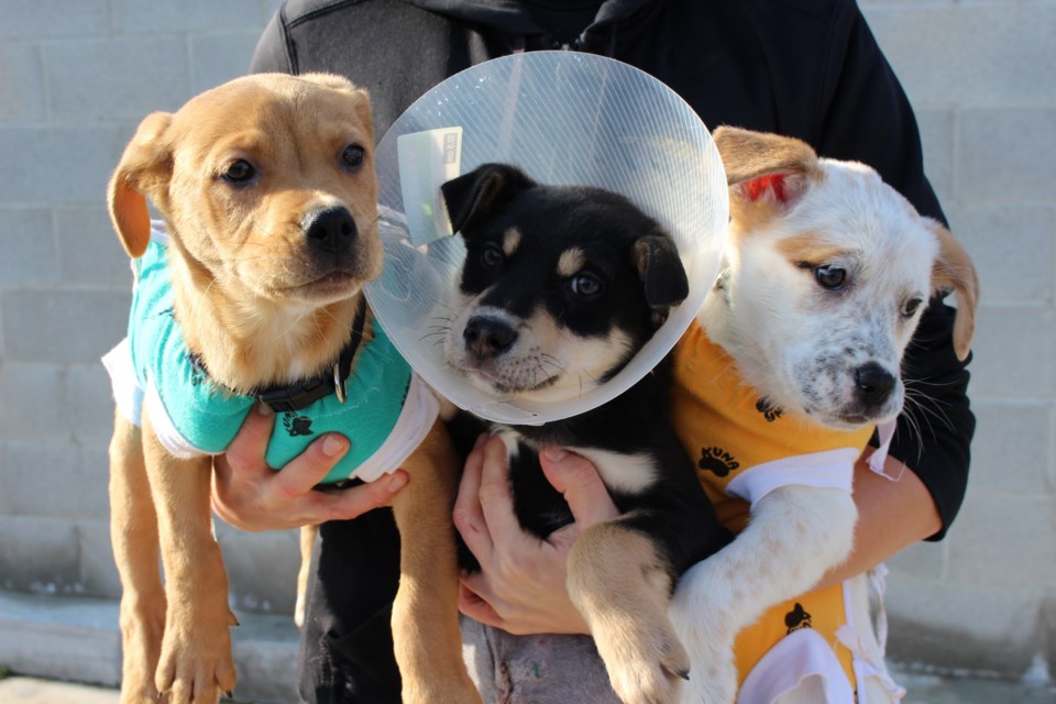 The Ontario SPCA York Region Animal Centre offers spay and neuter services, a wellness clinic, animal adoption, and more