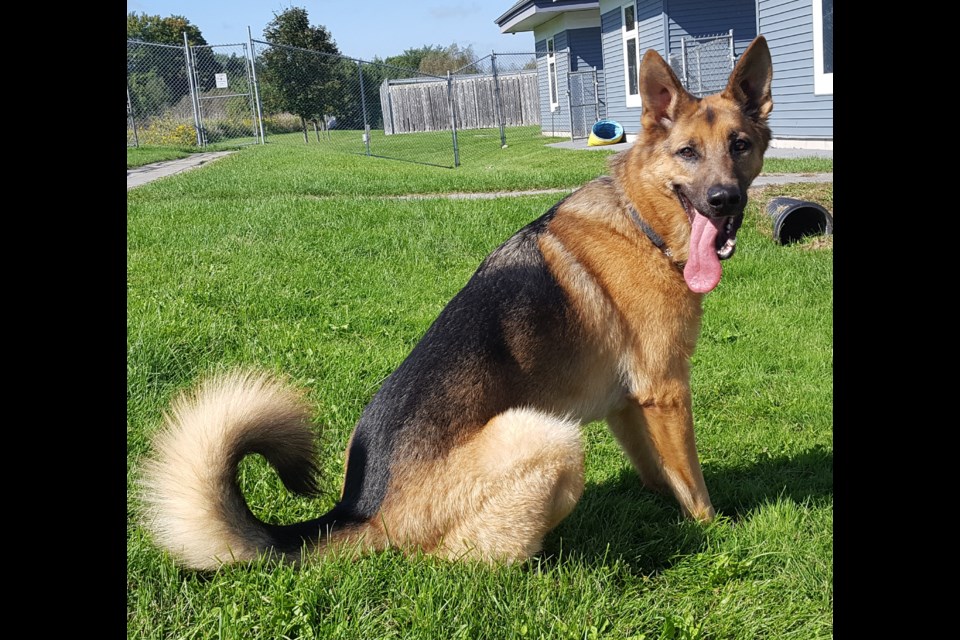 Zero is a clever and playful German Shepherd mix.