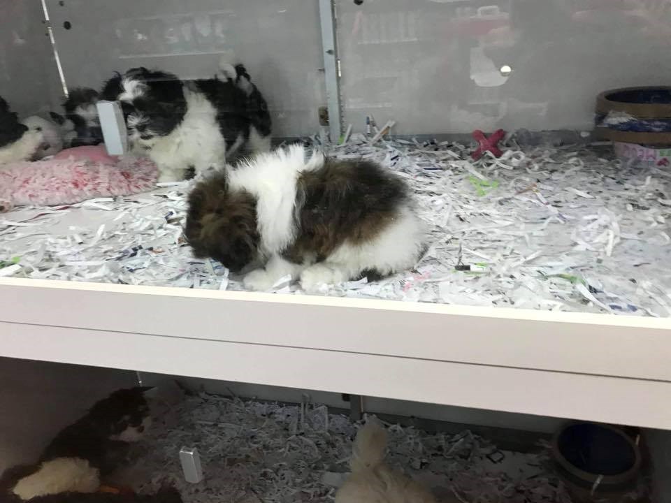 20181013 pet store newmarket