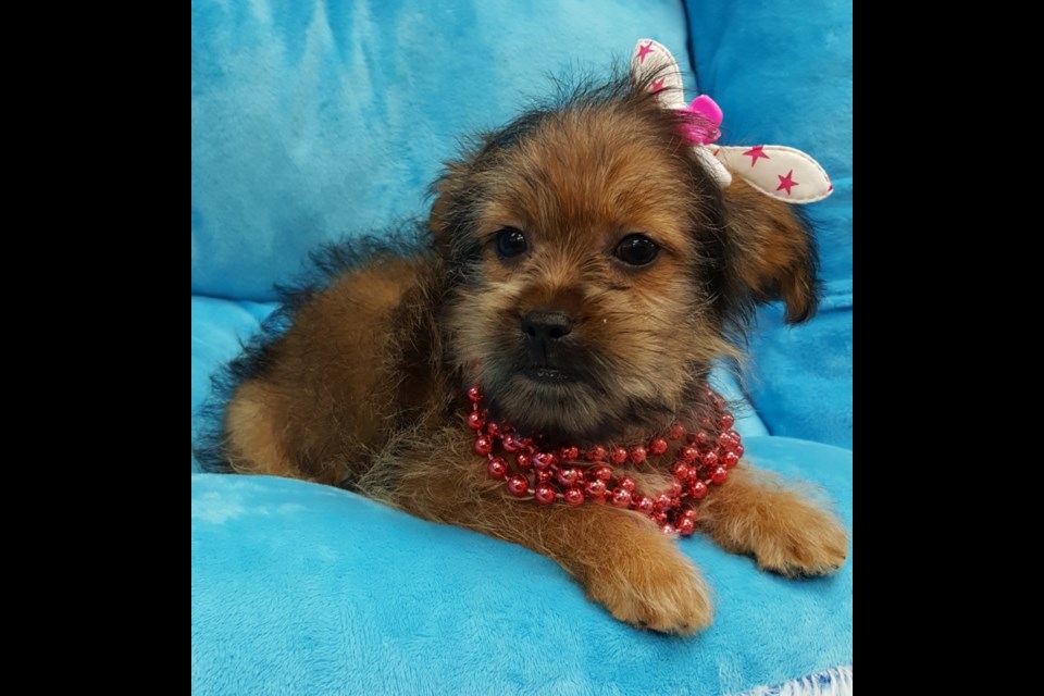 This female Shorkie puppy, a designer breed of Shih Tzu and Yorkshire Terrier, arrived at Pet's Friend Oct. 12 for sale.