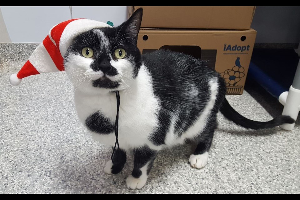 You can make the holidays special for animals at the centre by purchasing a gift from the wish list.