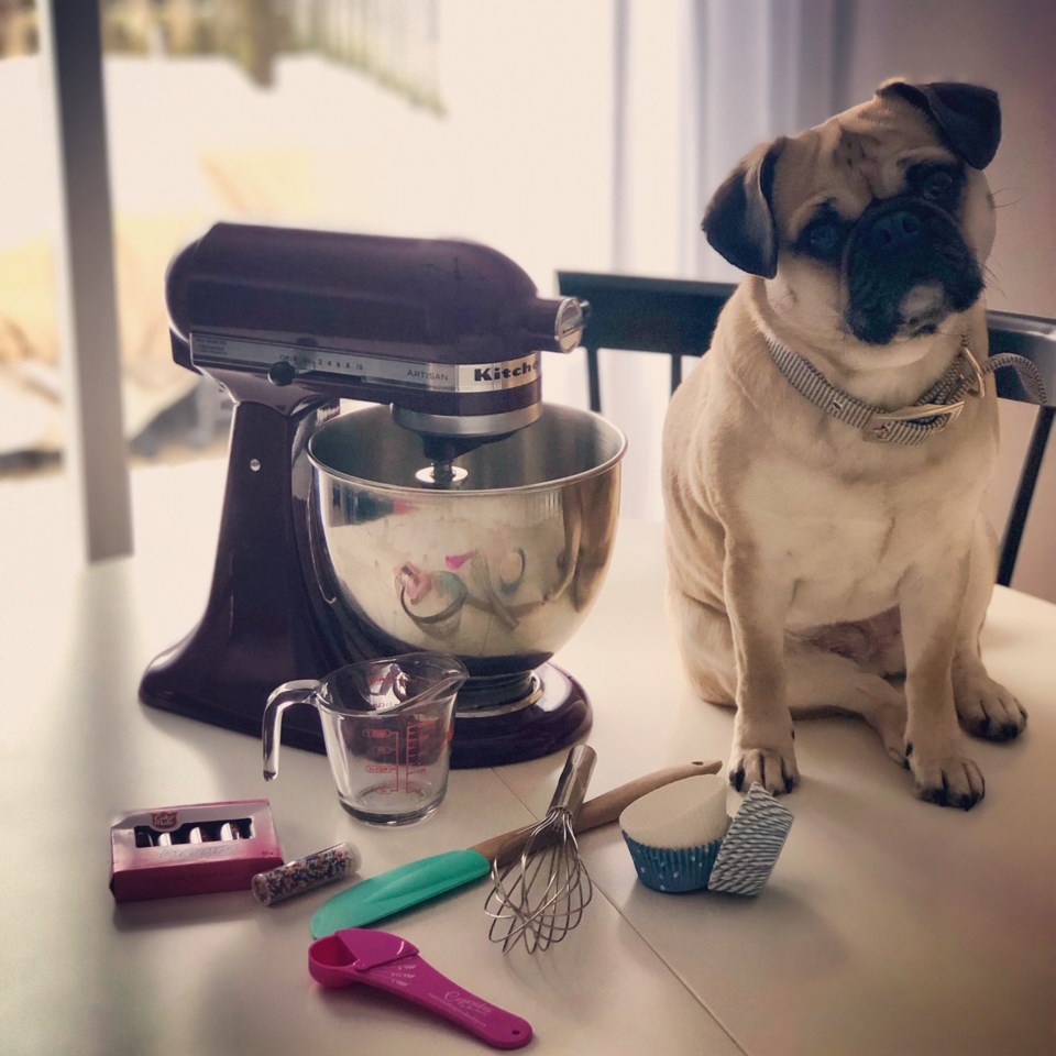 2019 02 25 National Cupcake Day Pug baker