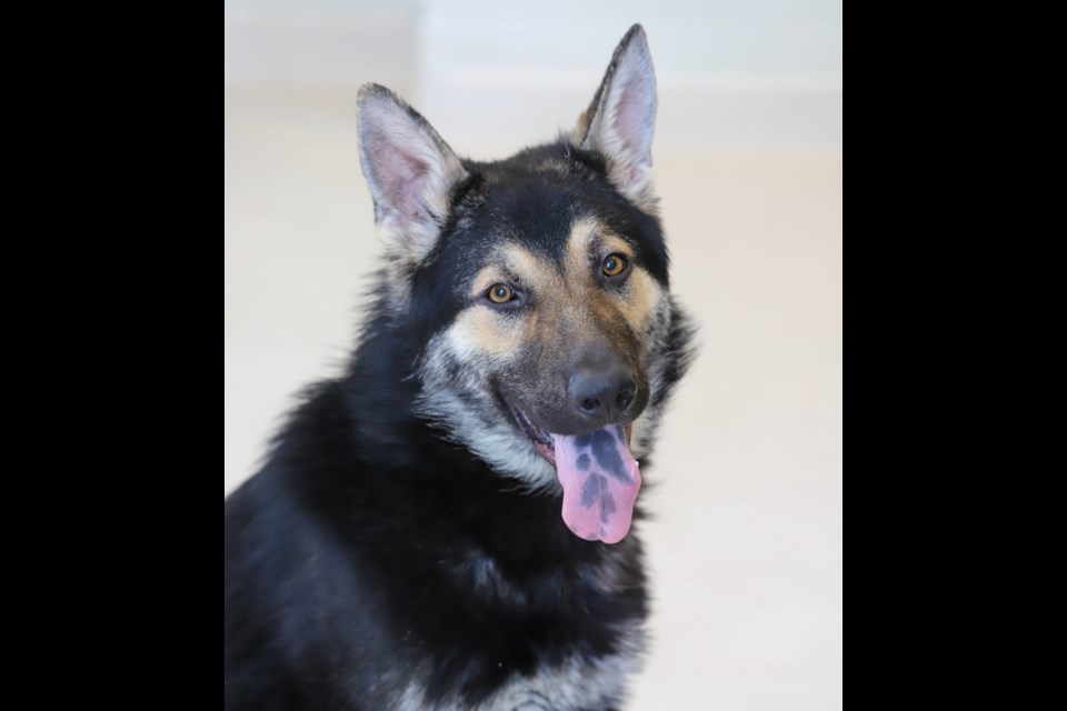 Rick is a fun-loving, high-spirited Shepherd-Husky mix that needs a good home. Supplied photo/Provincial Education & Animal Centre