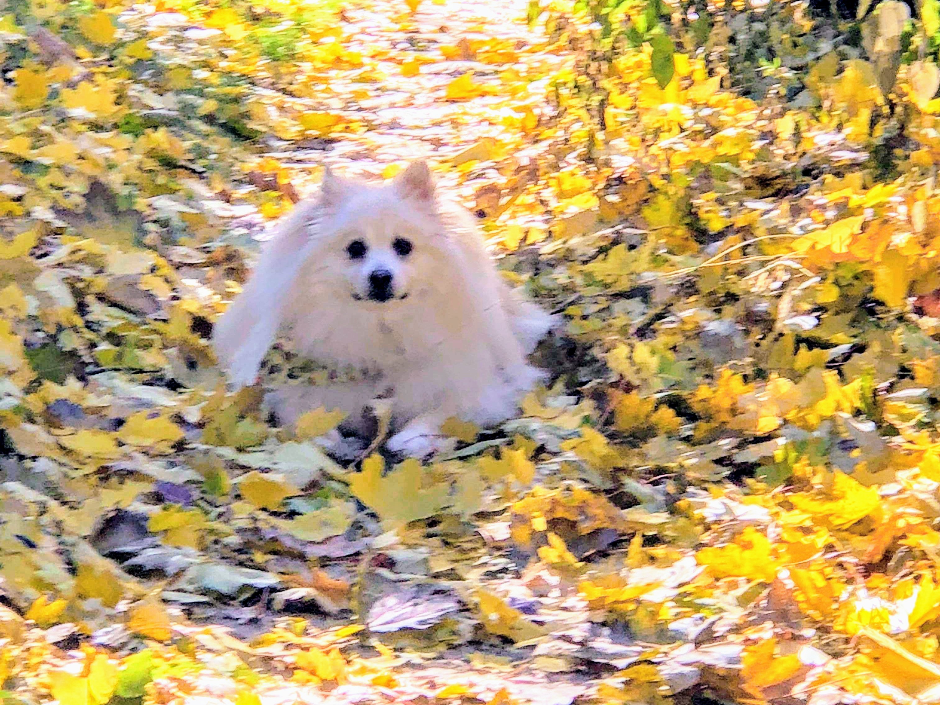 High-maintenance' rescue dog comes to the rescue himself - Barrie News High-maintenance' rescue dog comes to the rescue himself - Barrie News