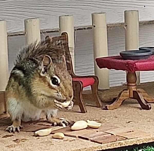 Using recycled and found items, Sue Cullen and Ralph Waine have created a paradise for chipmunks in their Newmarket backyard.