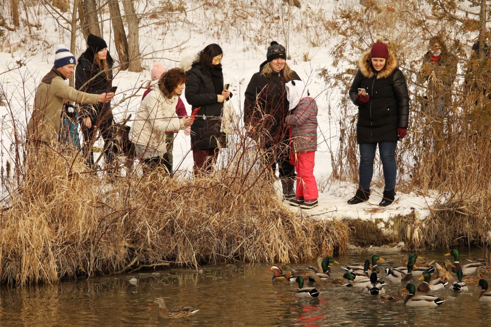 Crowds flock to the shore of Fairy Lake on the week for a glimpse of Eddie, the mandarin duck.  Greg King for NewmarketToday