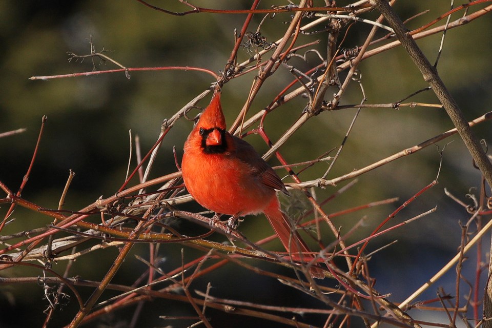 A cardinal at Fairy Lake by the gazebos.  Greg King for NewmarketToday