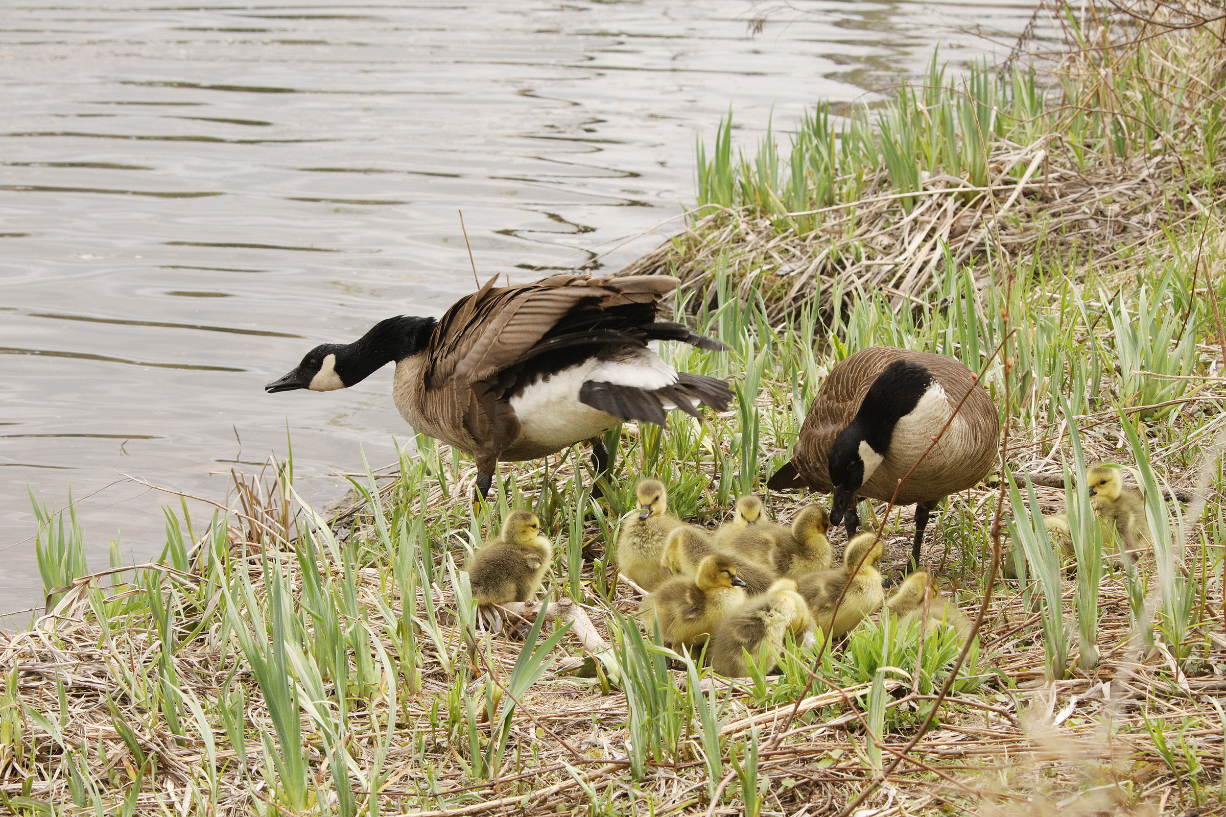 Canada goose unethical business clearance