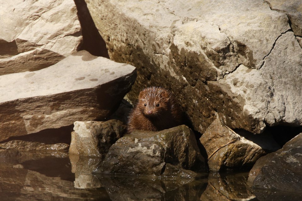 A mink peeks out of a hole in the rocks along the Holland River by Queen Street.  Greg King for NewmarketToday