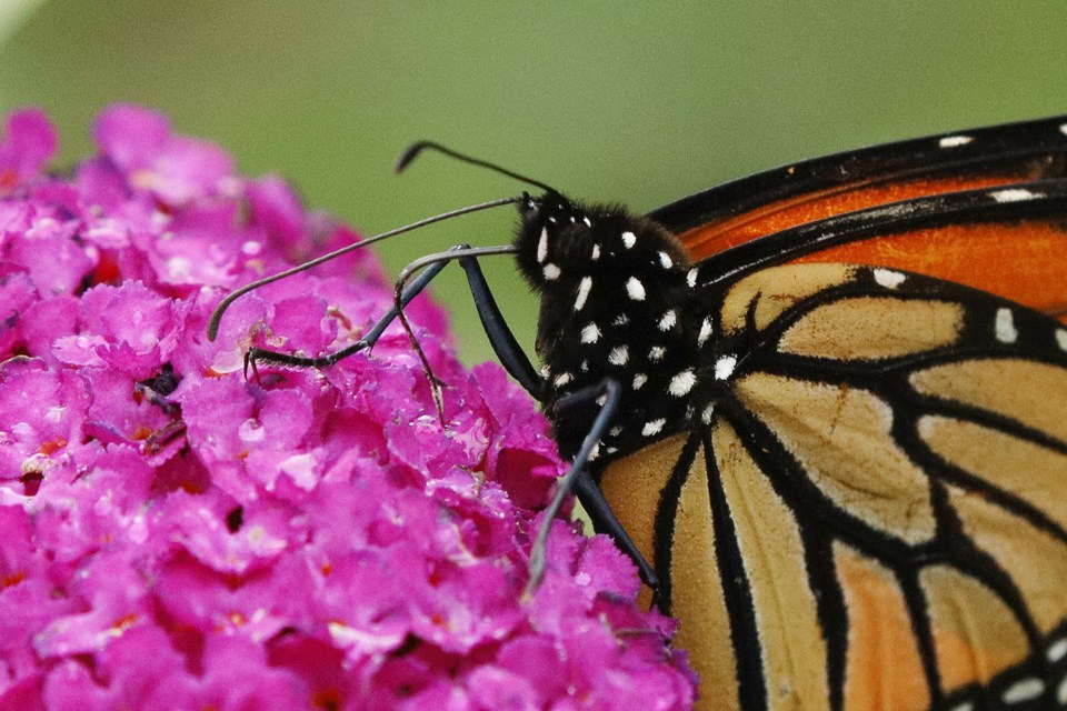 A feeding monarch butterfly at the Fairy Lake butterfly garden.  Greg King for NewmarketToday