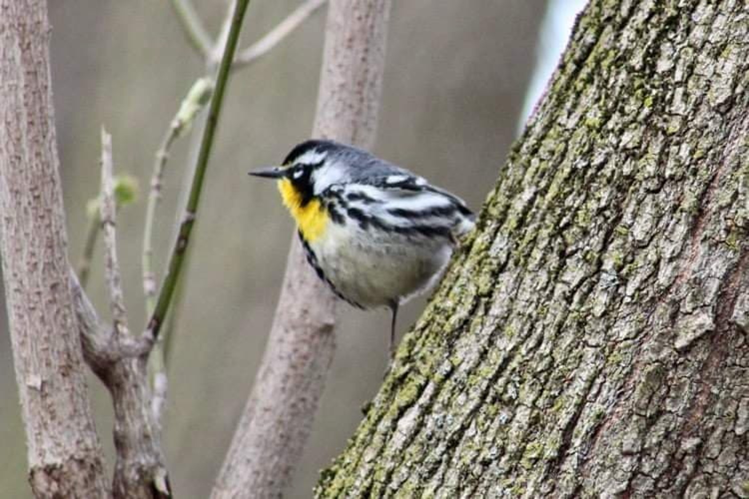 It's a real treat': Birders flock to Newmarket to witness rare visitor -  Newmarket News
