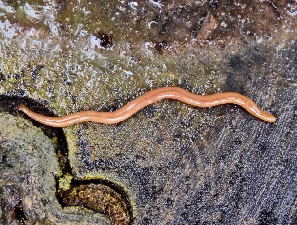 Sorry to make you squirm, but this invasive worm is in Newmarket