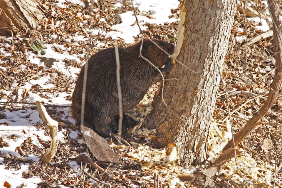 On Sunday, Jan. 16, passersby noticed a beaver chewing on a tree on the east side of the Holland River, south of Davis Drive.  Greg King for NewmarketToday