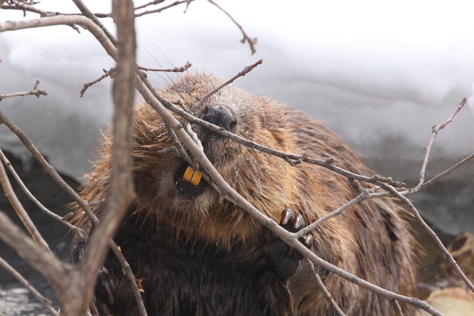 A close-up of the guilty beaver.  A beaver's incisors never stop growing and are orange-coloured from the presence of iron compounds.  Greg King for NewmarketToday