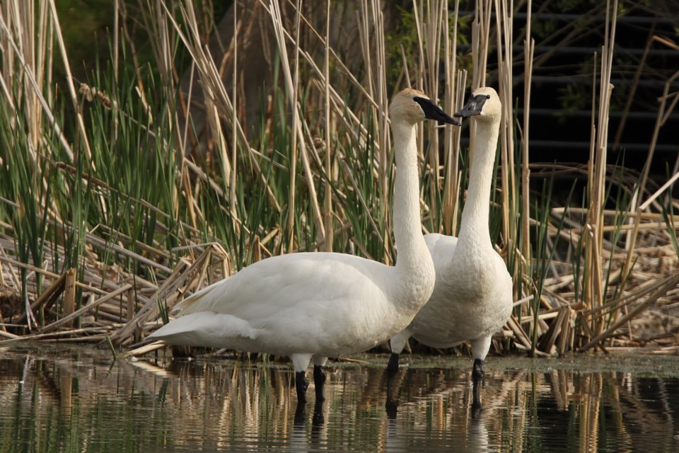 A pair of trumpeter swans spent a day visiting the pond beside the Magna Centre in Newmarket.  Greg King for NewmarketToday