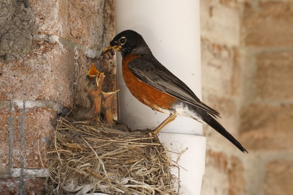 Here the baby robins are just hours old.  Greg King for NewmarketToday