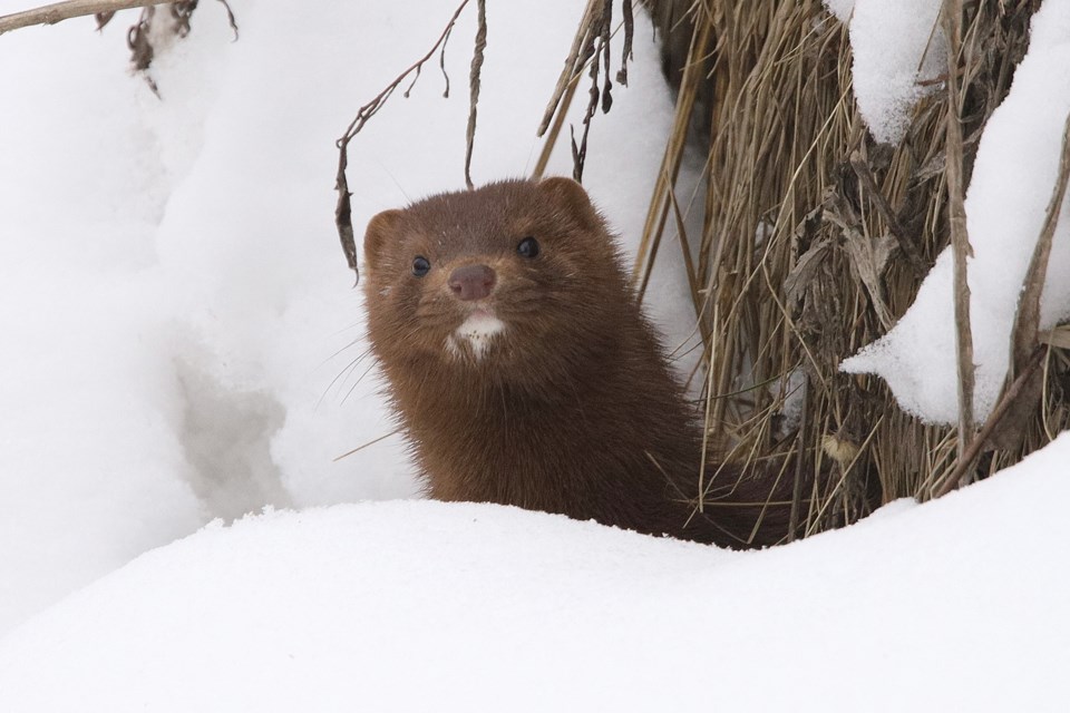 Meet The Bachelorette, on the Holland River by the Queen Street bridge in Newmarket. Minks are solitary and territorial except during mating season. Greg King for NewmarketToday