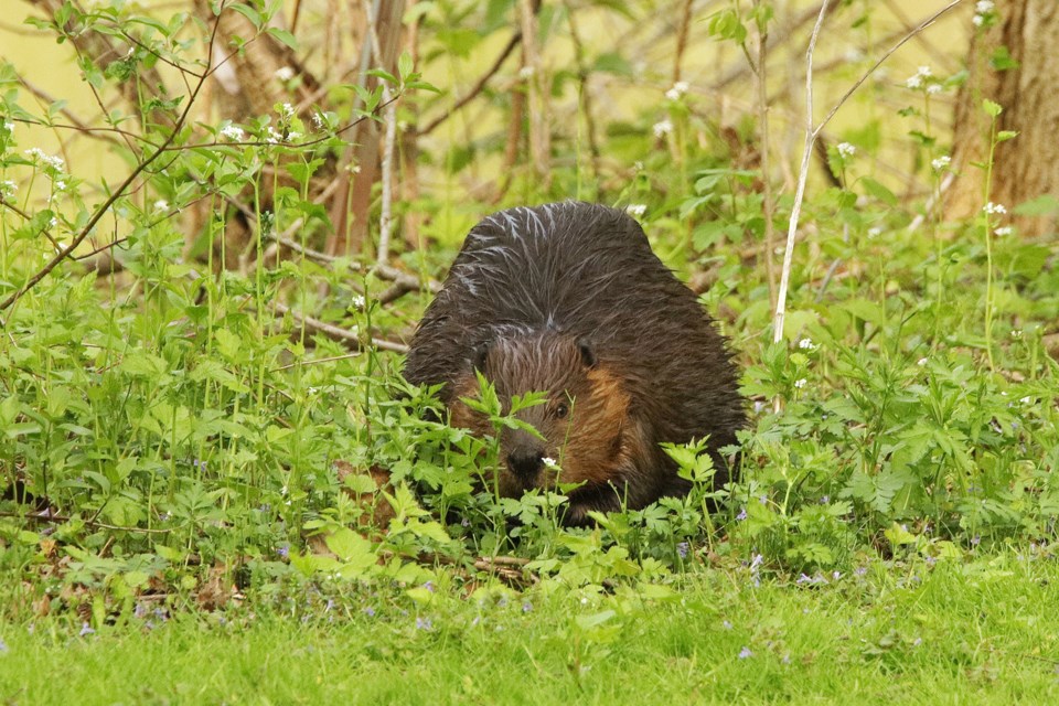 A beaver eyes some shoots at Fairy Lake on the edge of the grass. Greg King for NewmarketToday