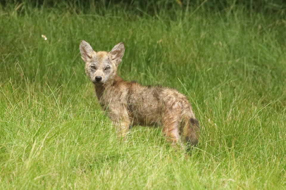 A coyote pup is playing in the vacant lot at Old Main & Bexhill. Town officials have warned the coyote family is showing territorial behaviour and they are trying to dissuade them from the area  Greg King for NewmarketToday