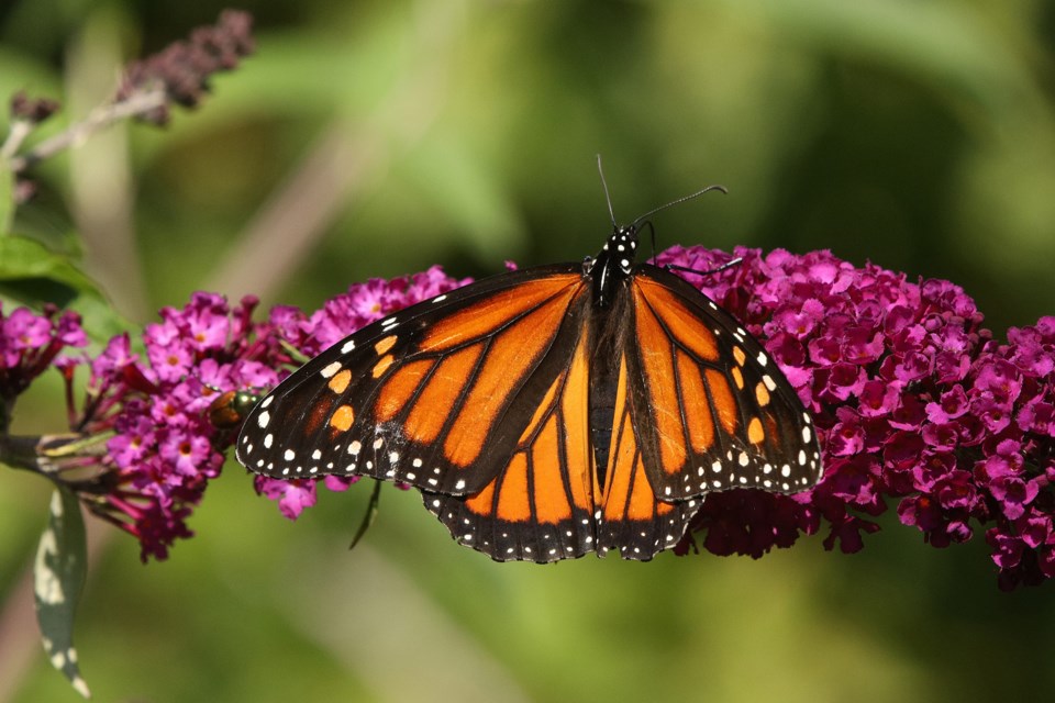 It took NewmarketToday photographer Greg King a patient 30 minutes at Fairy Lake Park to get this shot that shows off the monarch's wings. The monarch's wings feature an easily recognizable black, orange, and white pattern, with a wingspan of 8.9 to 10.2 cm (3.5 to 4 in). 
Greg King for NewmarketToday