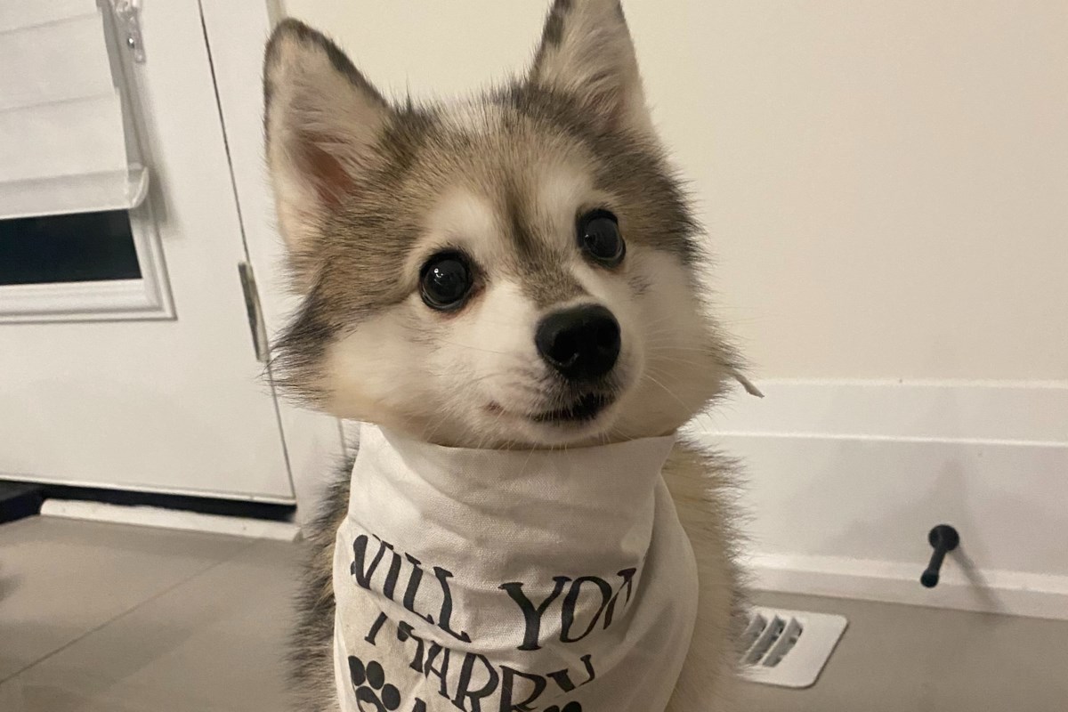 ‘Heartbroken’ bride offers K reward for dog missing since wedding day
