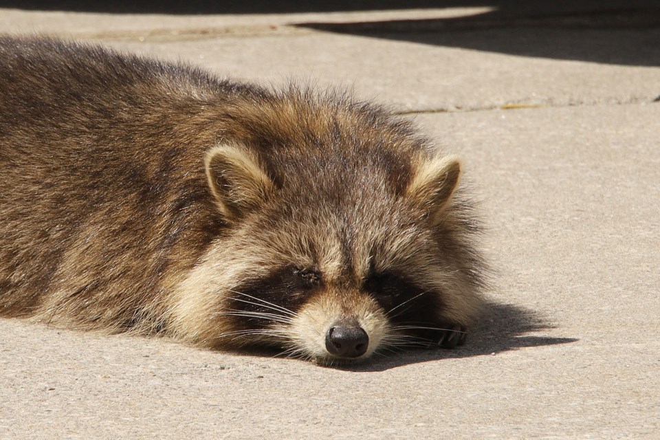First spotted by a town worker on Main Street Newmarket today, the raccoon that appears to be sick made its way over to Riverwalk Commons. Its right eye is crusty, an early sign of distemper.