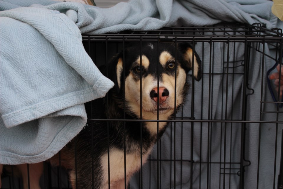 Dog2