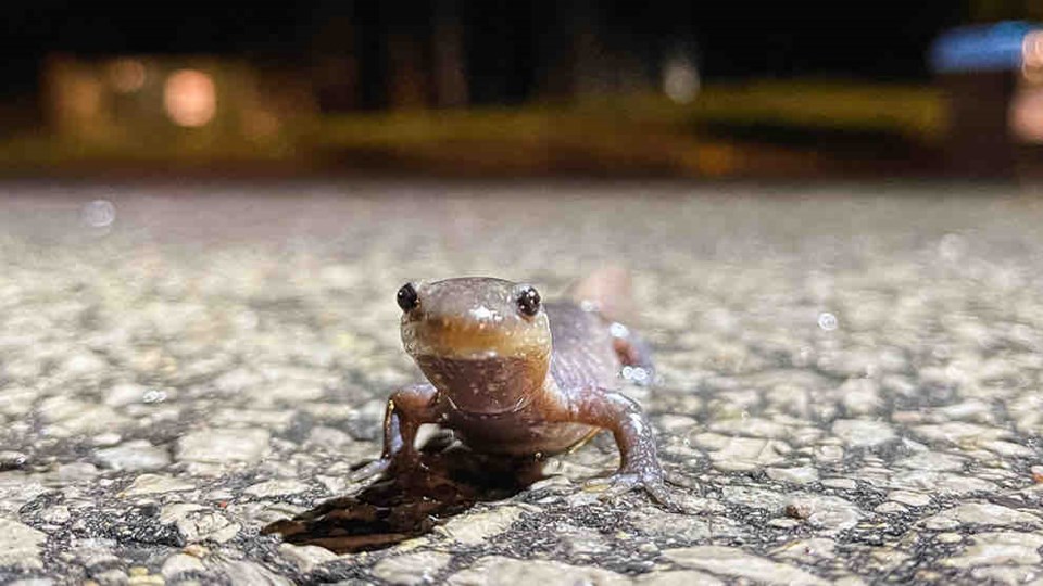 jefferson-salamander
