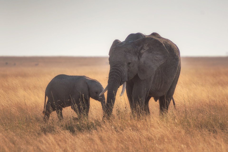 Mother and baby elephants in Serengeti Hu Chen Unsplash