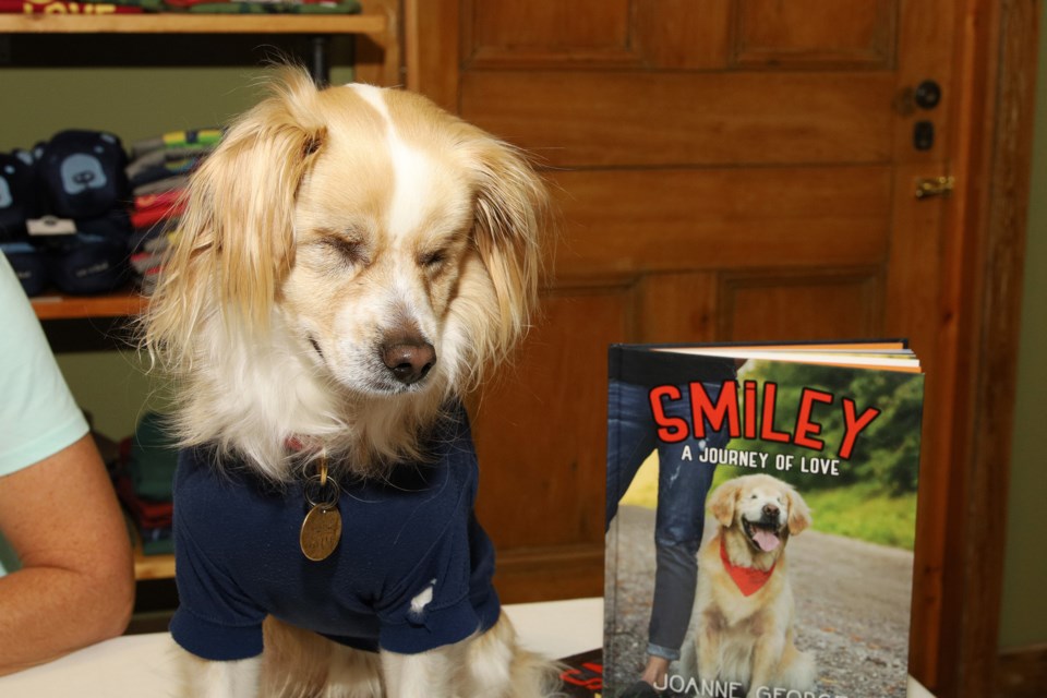 Sunny, who is blind like Smiley was, visits Good Vibes on Main in Newmarket Dec. 1.  Greg King for NewmarketToday