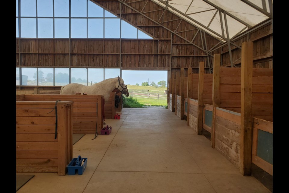 Horses wait patiently for their turn in the ring at the Horses at Heart barn