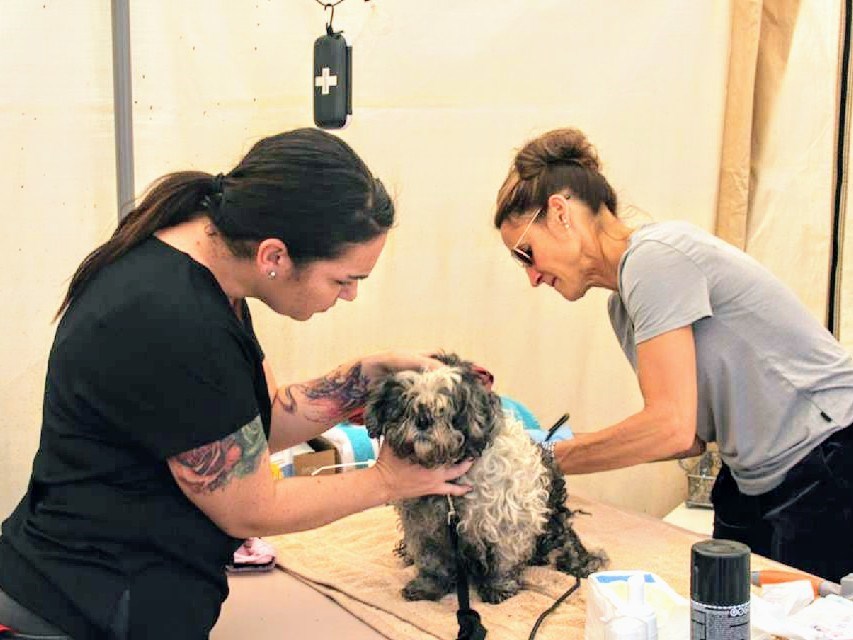 Vet volunteers provide free pet care to furry friends owned by homeless people and others who are marginally housed. Photography by Community Veterinarian Outreach