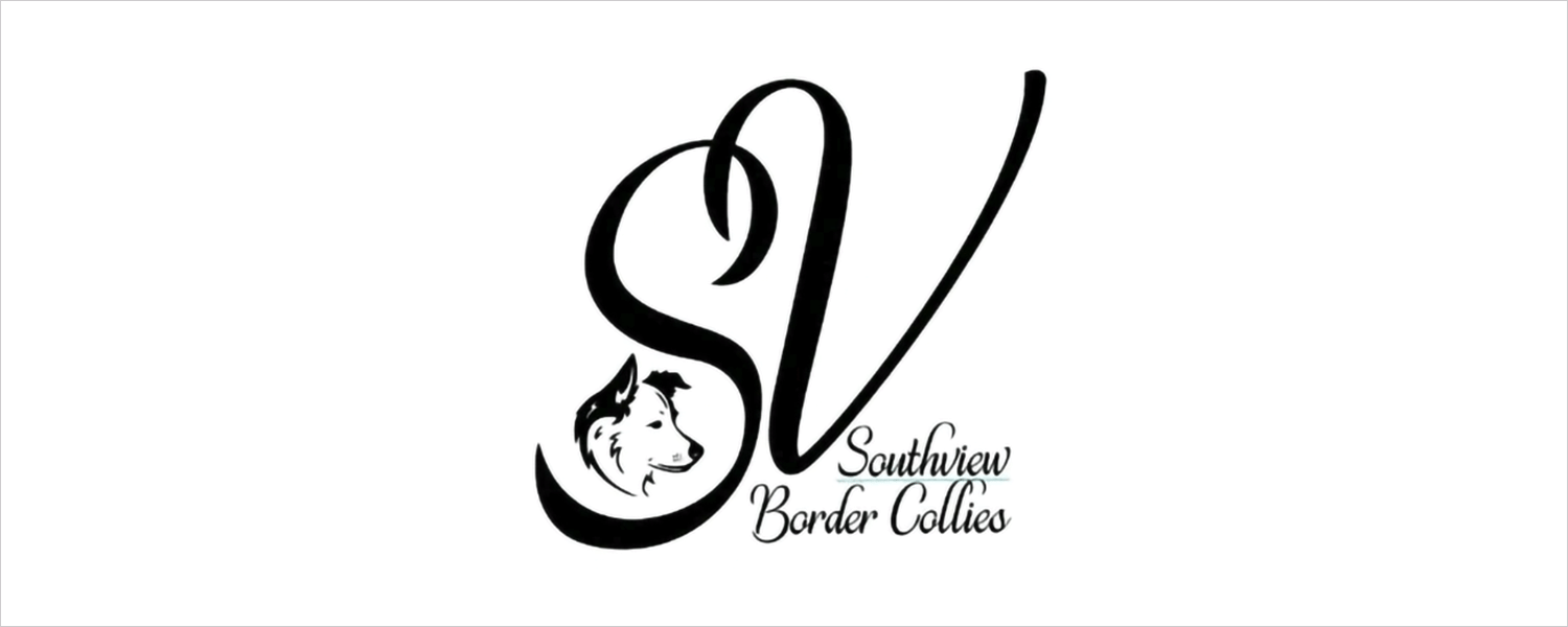 Southview border hot sale collies