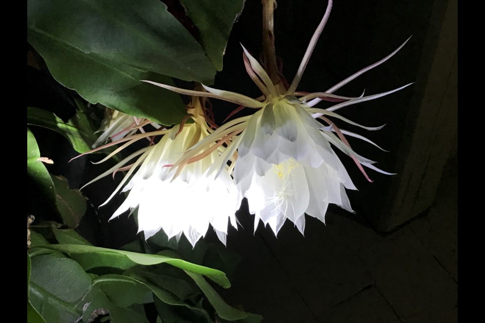 Night-blooming Queen of the Night cactus. Supplied photo