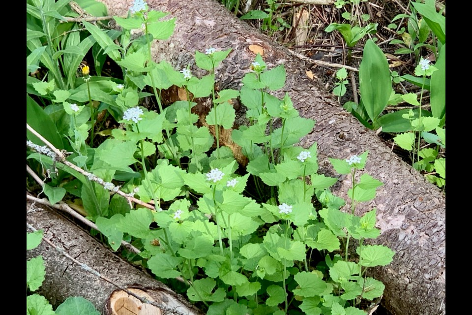 Garlic mustard weed is currently one of Ontario’s most aggressive forest invaders.