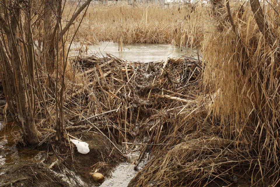 Close up of the middle of the beaver dam near Woodland Hills Labyrinth Park. 