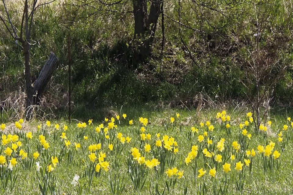 The Field of Gold announces spring's arrival annually at the Aurora Commmunity Arboretum.      