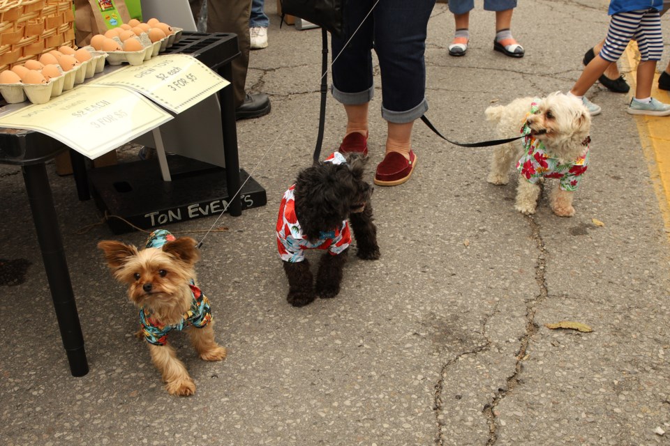 Charlie, Louie, and Bella are decked out in their Hawaiian shirts for the 11th annual Newbarket dog festival, sponsored by Global Pet Foods, at Lions Park last weekend. Greg King for NewmarketToday 