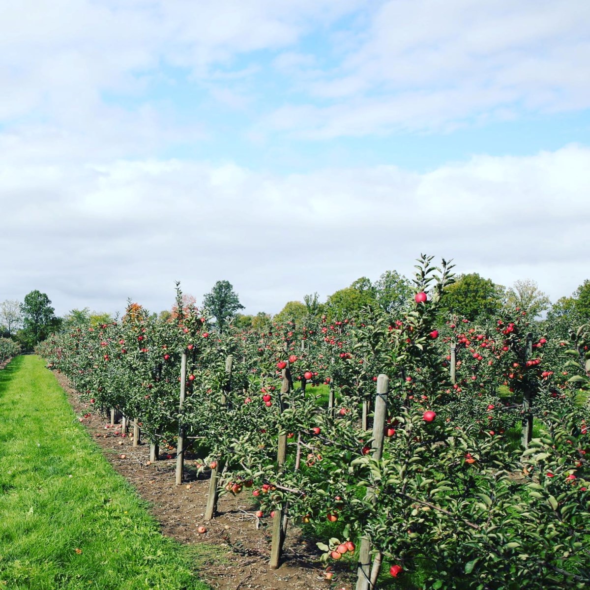 Fall is the perfect time to visit local farms for apple picking and