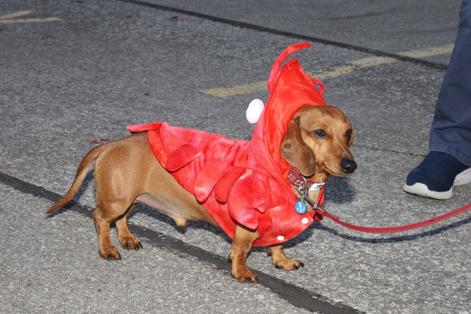 Woody is dressed as a lobster for the first annual Halloween dog parade for neighbours on Wendy Culbert Crescent and Harry Syratt Avenue in Newmarket yesterday.  Greg King for NewmarketToday