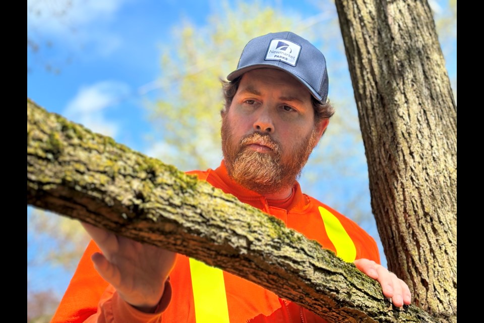 Tom Longland, natural heritage co-ordinator, parks and facility services for the Town of Newmarket examines a tree branch with moss.