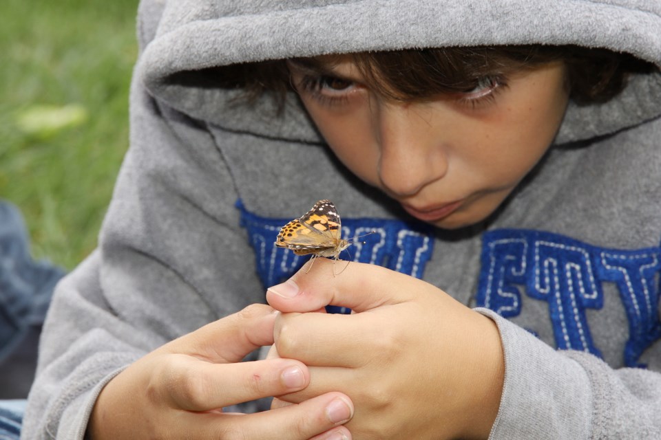 Paul Lavut examines his butterfly at Bereaved Families' 12th annual Memorial Butterfly Release yesterday at Fairy Lake Park.  Greg King for NewmarketToday
