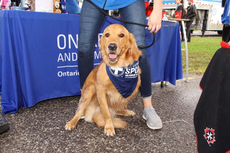Ontario SPCA spokes-animal Herb wouldn't miss the annual Friends for Life! Walk held at the local animal centre and across the province Sunday, Sept. 22.  Greg King for NewmarketToday