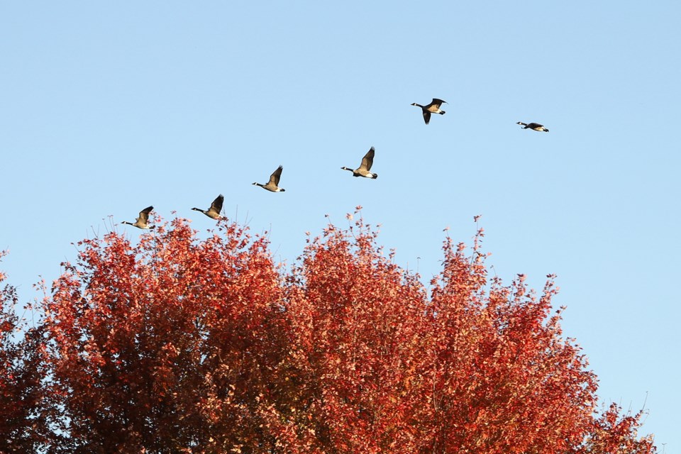 Geese flying over the south end of Fairy Lake Park.  Greg King for NewmarketToday