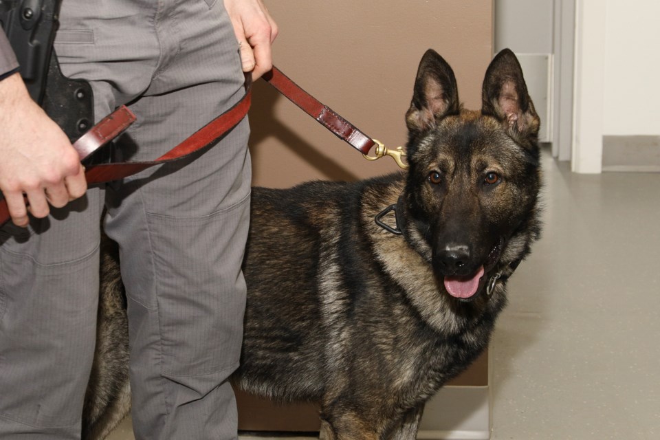 Meet York Regional Police service dog, York.  Greg King for NewmarketToday