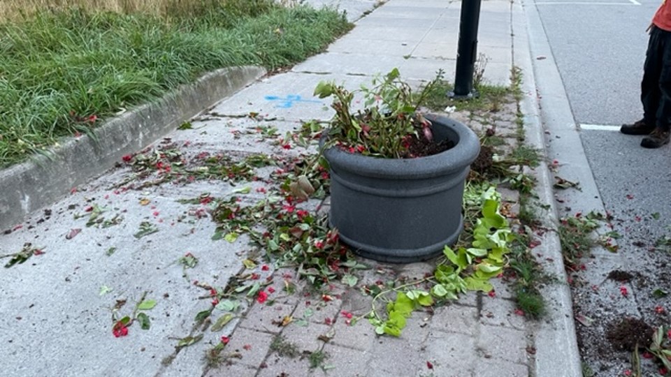 Dirt, leaves, and flowers strewn on the ground after one of the planters was vandalized. 